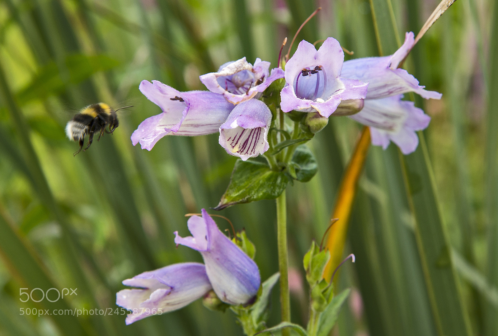 Nikon D610 sample photo. Flowers photography