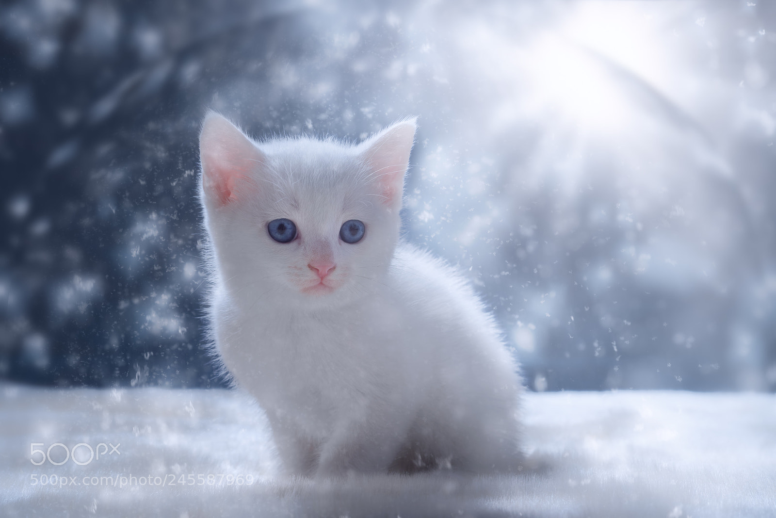 Nikon D810 sample photo. 'snow globe' photography