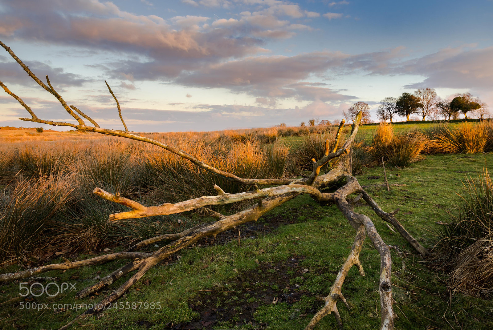 Nikon D7200 sample photo. Trees dead and alive photography
