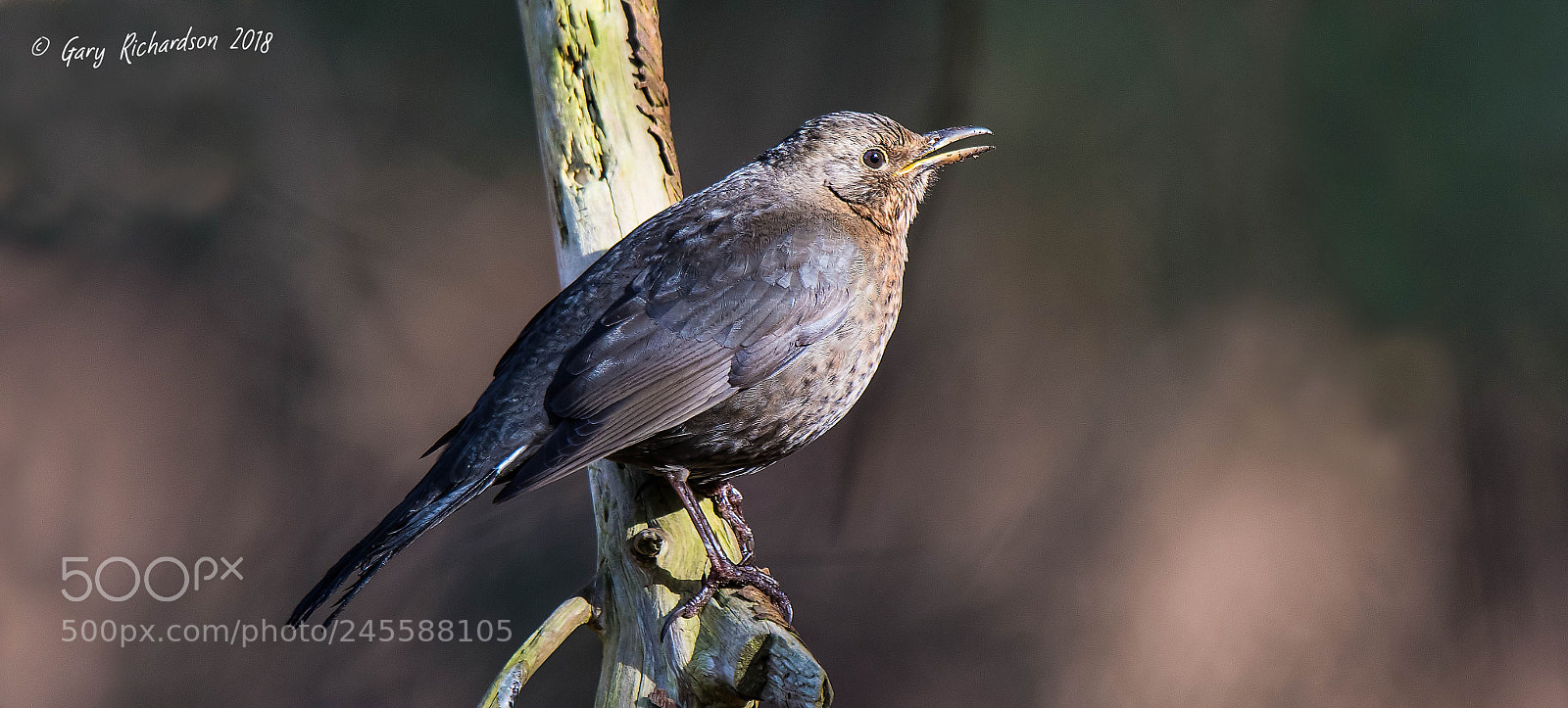 Nikon D500 sample photo. Blackbird photography