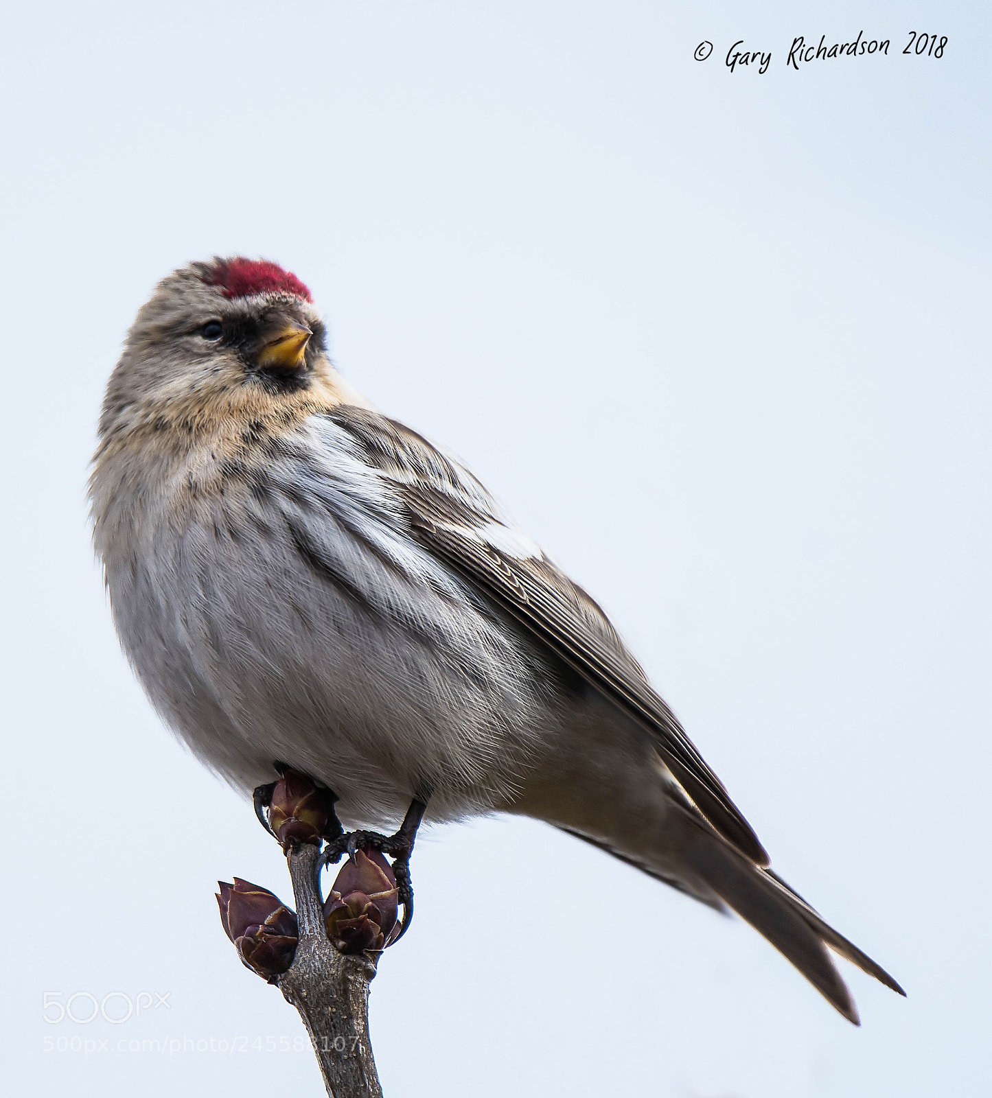 Nikon D500 sample photo. Coues' arctic redpoll photography