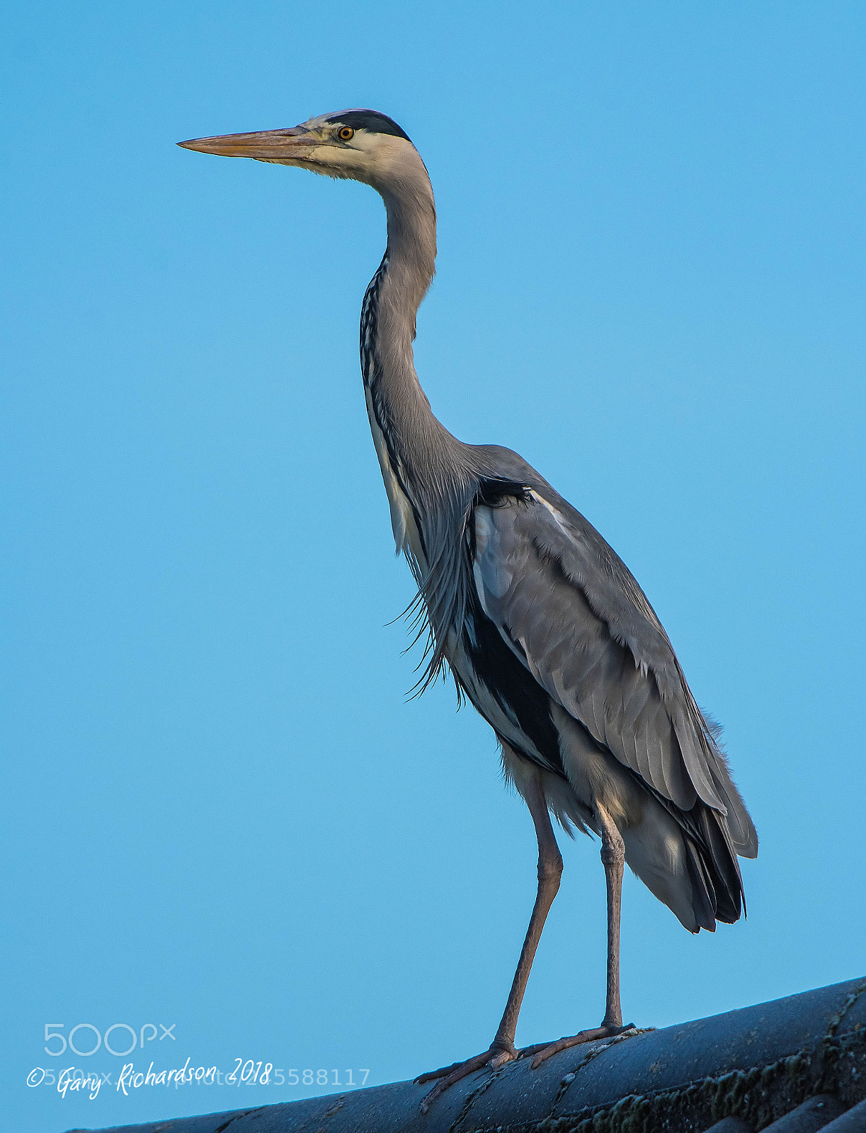 Nikon D500 sample photo. Grey heron photography