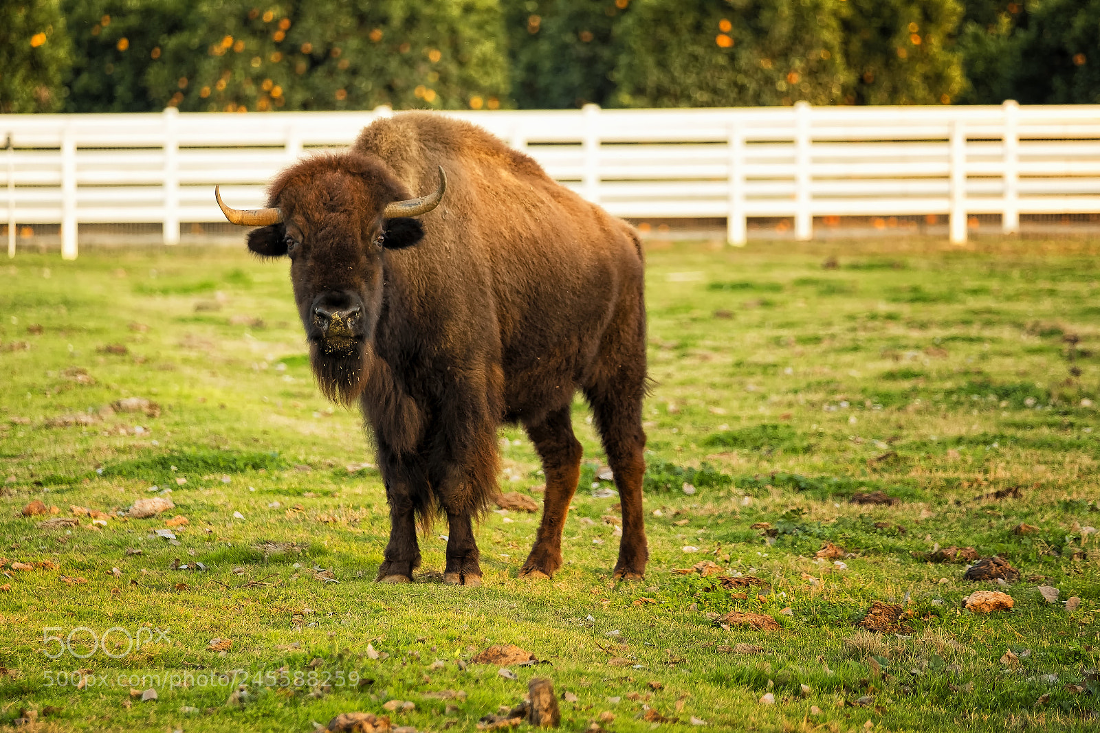 Fujifilm X-T2 sample photo. Buffalo photography