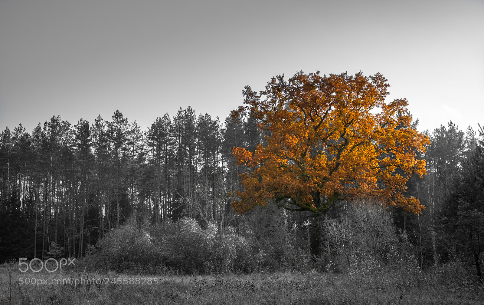 Nikon D90 sample photo. Golded oak photography