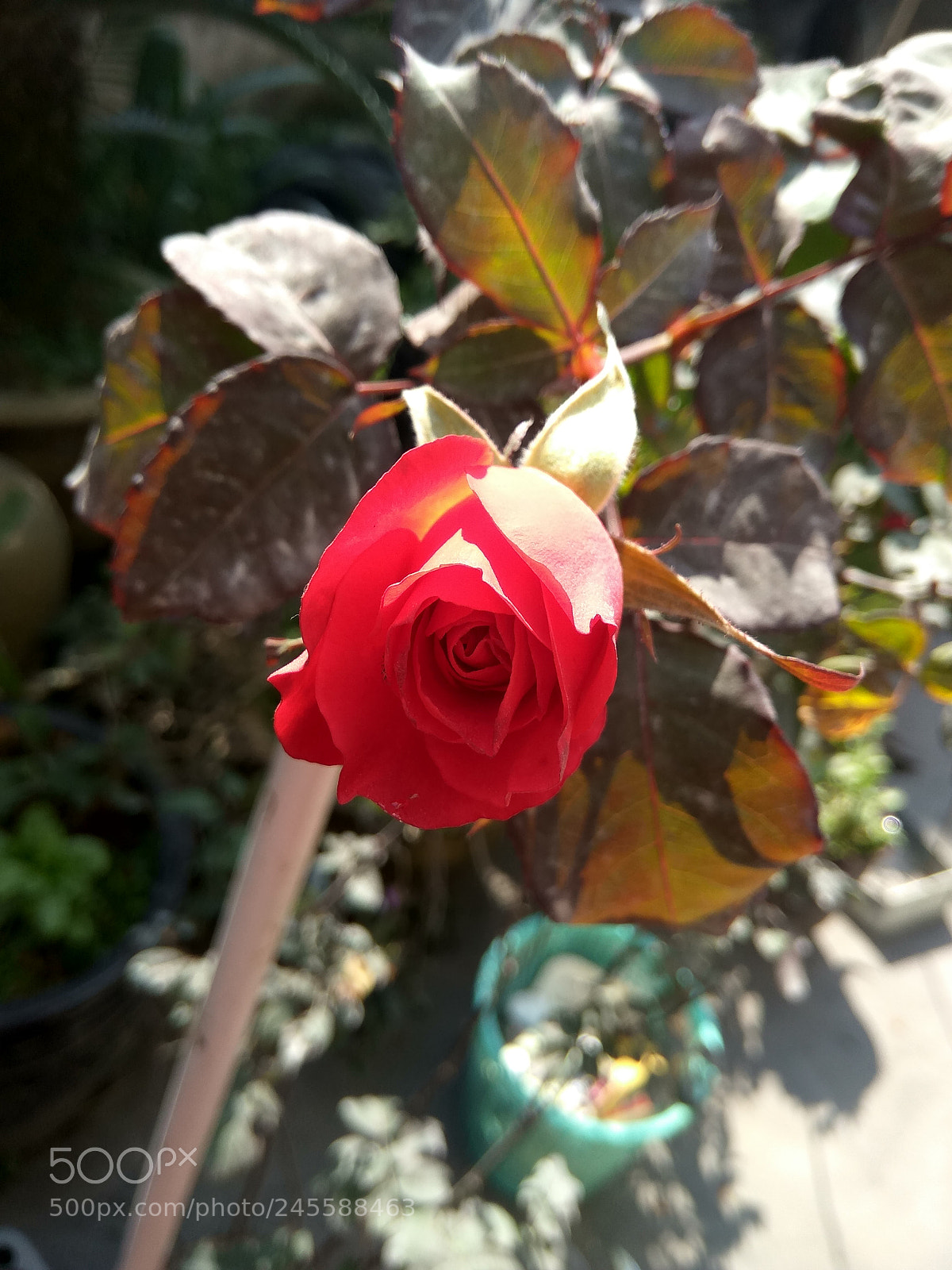 Xiaomi Redmi Note3 sample photo. 后院的玫瑰 photography