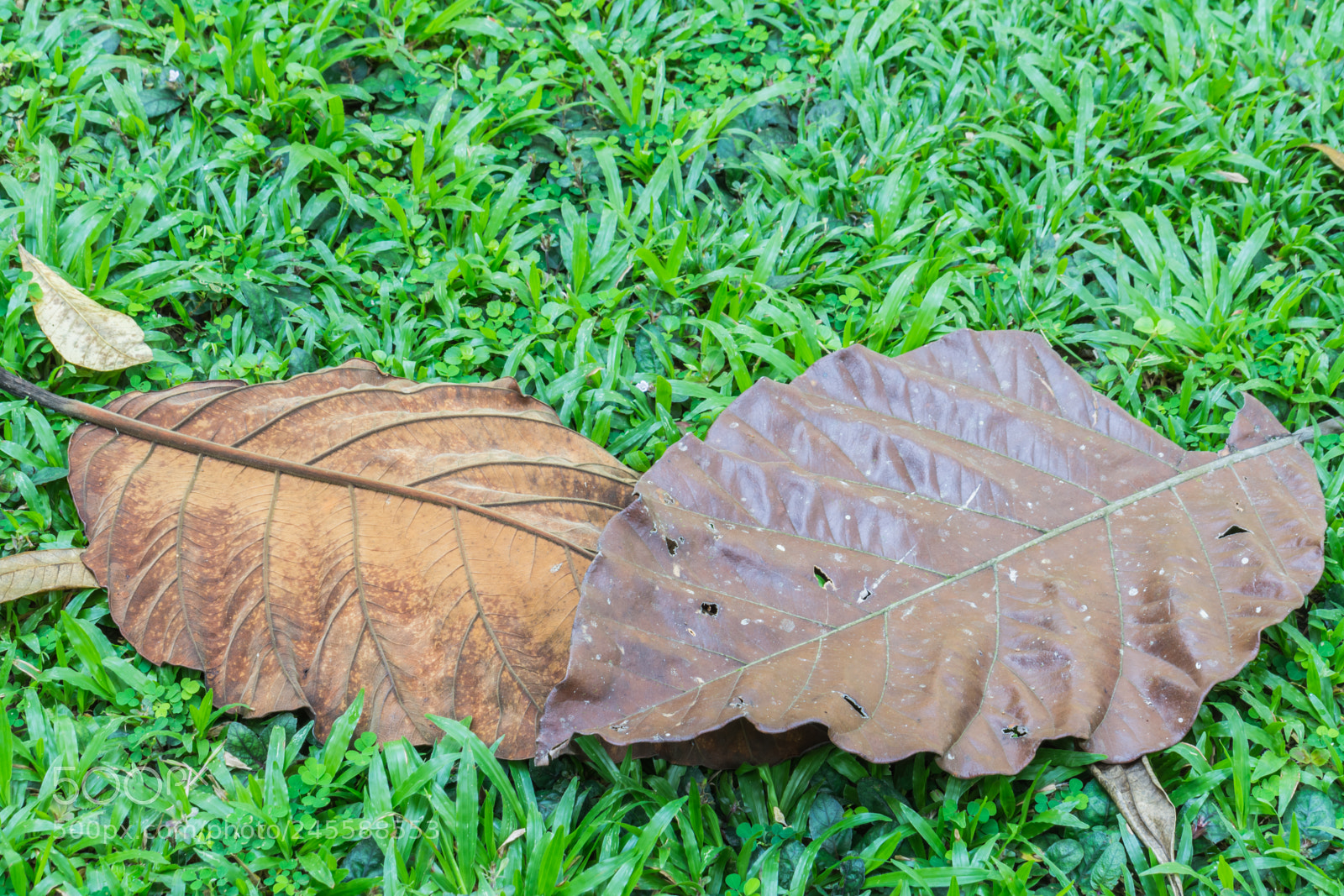 Nikon D7200 sample photo. The old leaves on photography