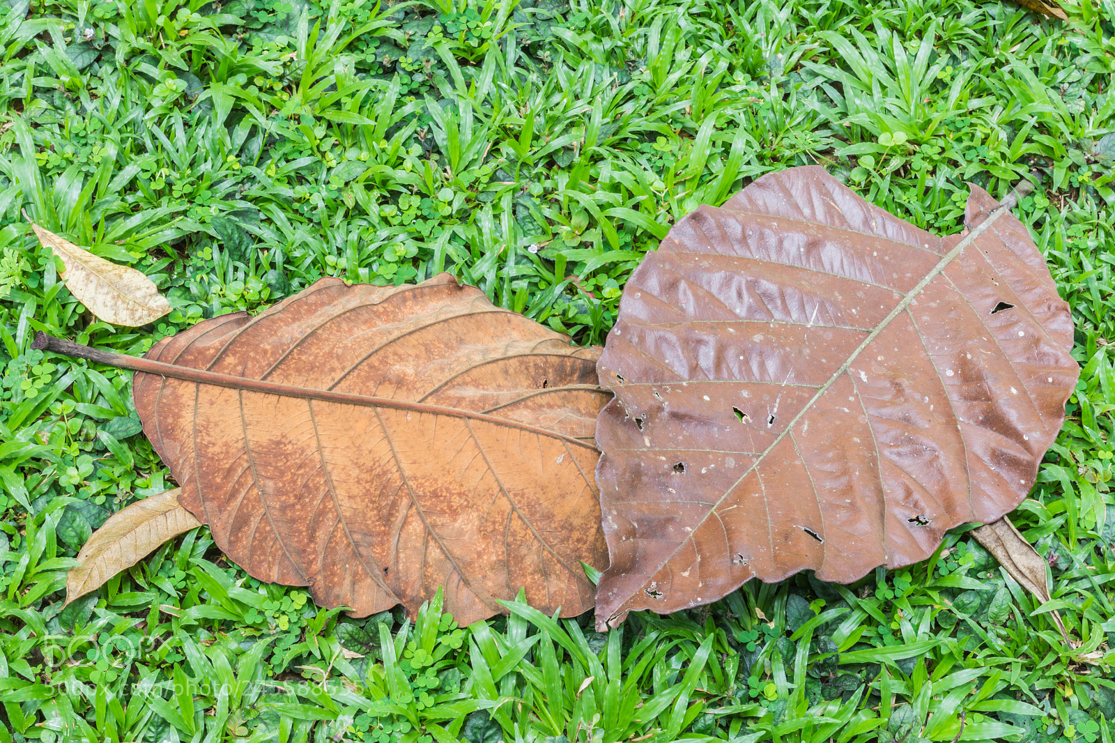 Nikon D7200 sample photo. The old leaves on photography