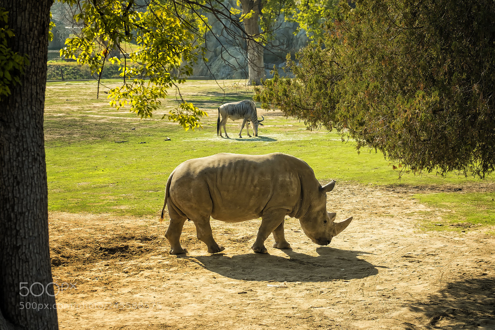 Fujifilm X-T2 sample photo. Chaffee zoo white rhino photography