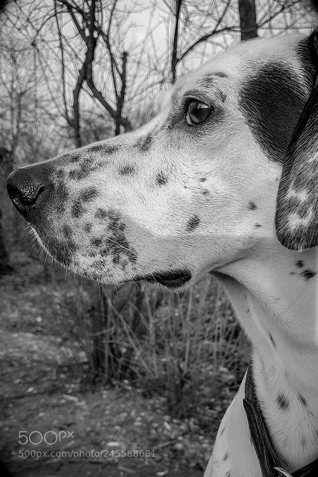 Samsung Galaxy S7 sample photo. Untitled photography