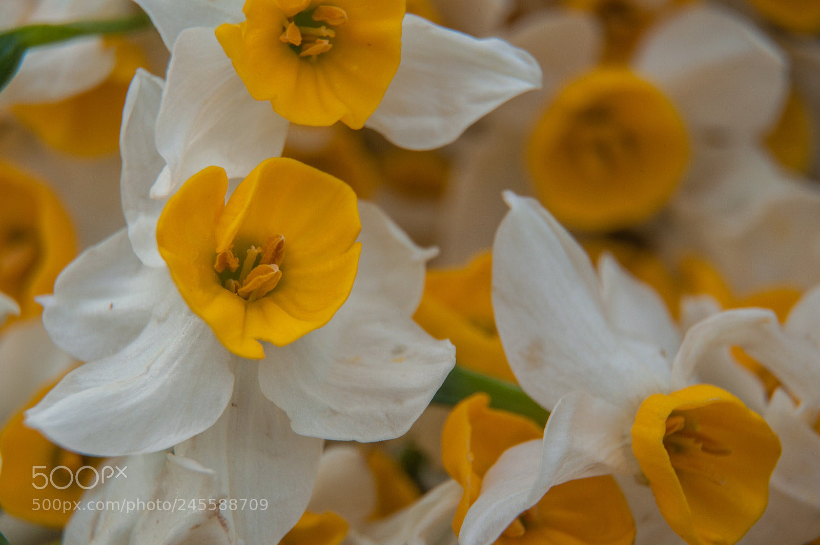 Nikon D90 sample photo. Lovely daffodils... photography