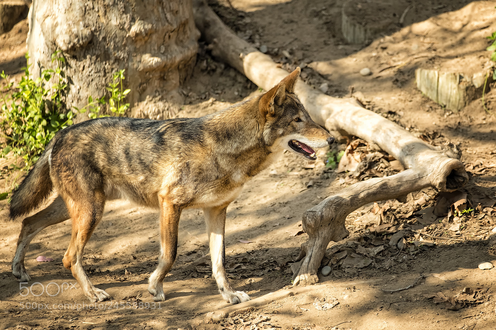 Fujifilm X-T2 sample photo. Chaffee zoo red wolf photography