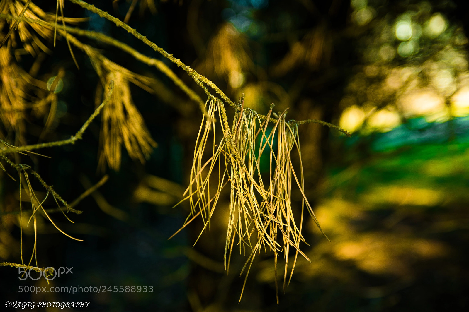 Nikon D3400 sample photo. Withered pine needle photography