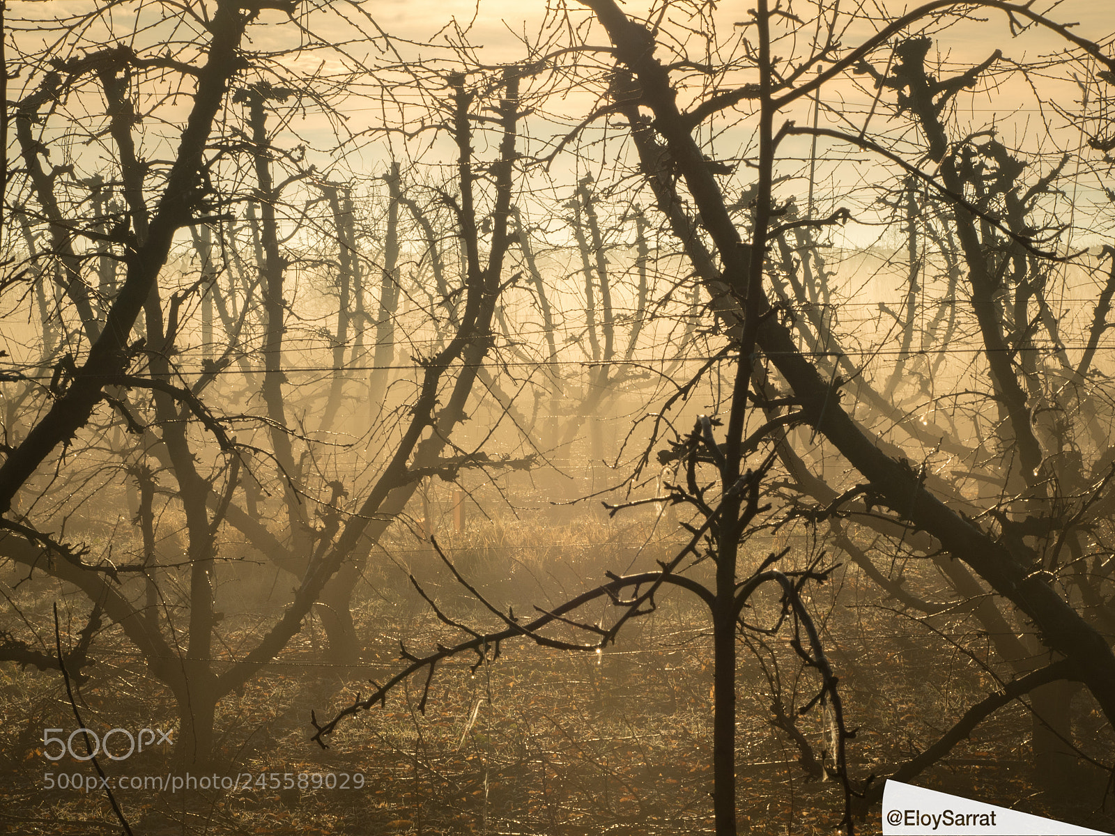 Olympus OM-D E-M5 II sample photo. Beauty of fog field photography