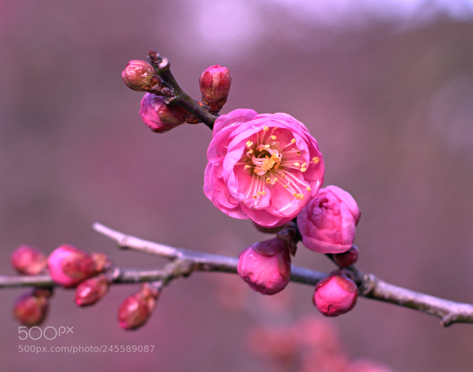 Nikon D7100 sample photo. With plum and tears photography