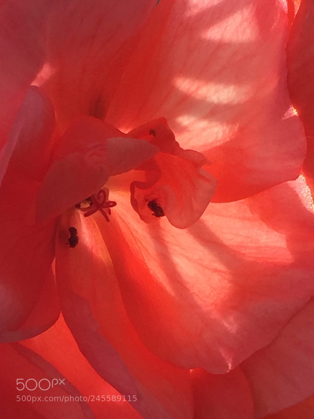 Apple iPhone 6 Plus sample photo. Interior pelargonium photography