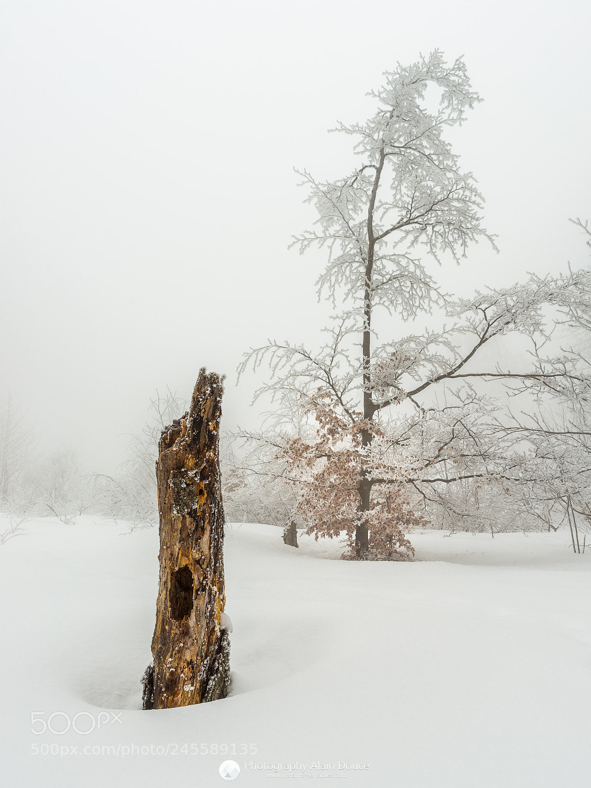 Nikon D610 sample photo. Luitel photo alain doucé photography