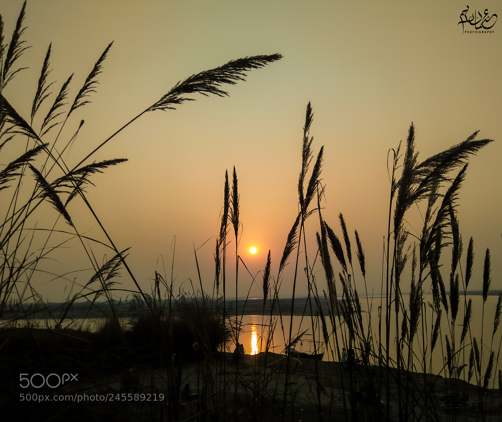 OPPO A37fw-International sample photo. Palm trees photography