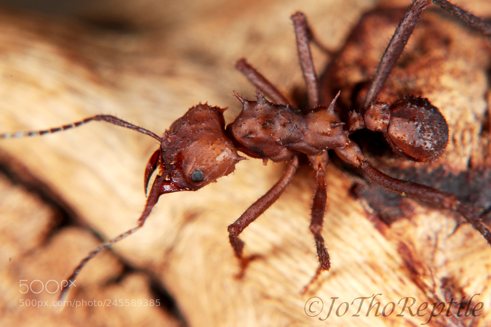 Canon EOS 70D sample photo. Ouvrière acromyrmex octospinosus photography