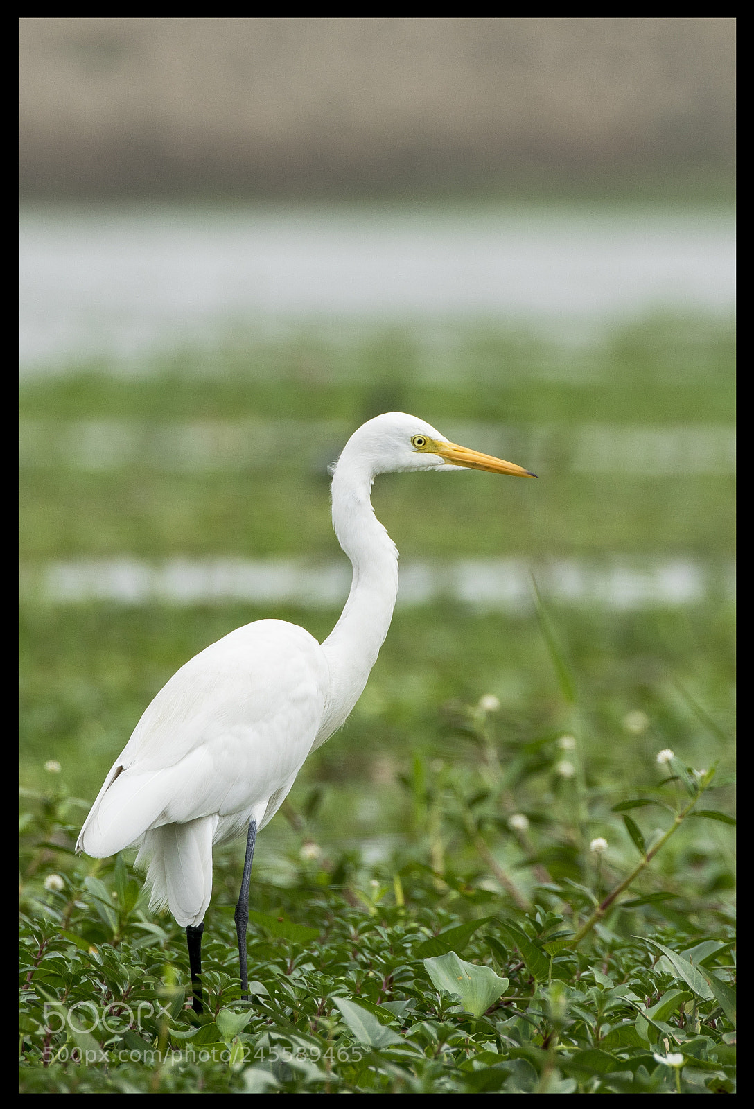 Canon EOS 7D Mark II sample photo. Great egret ! photography