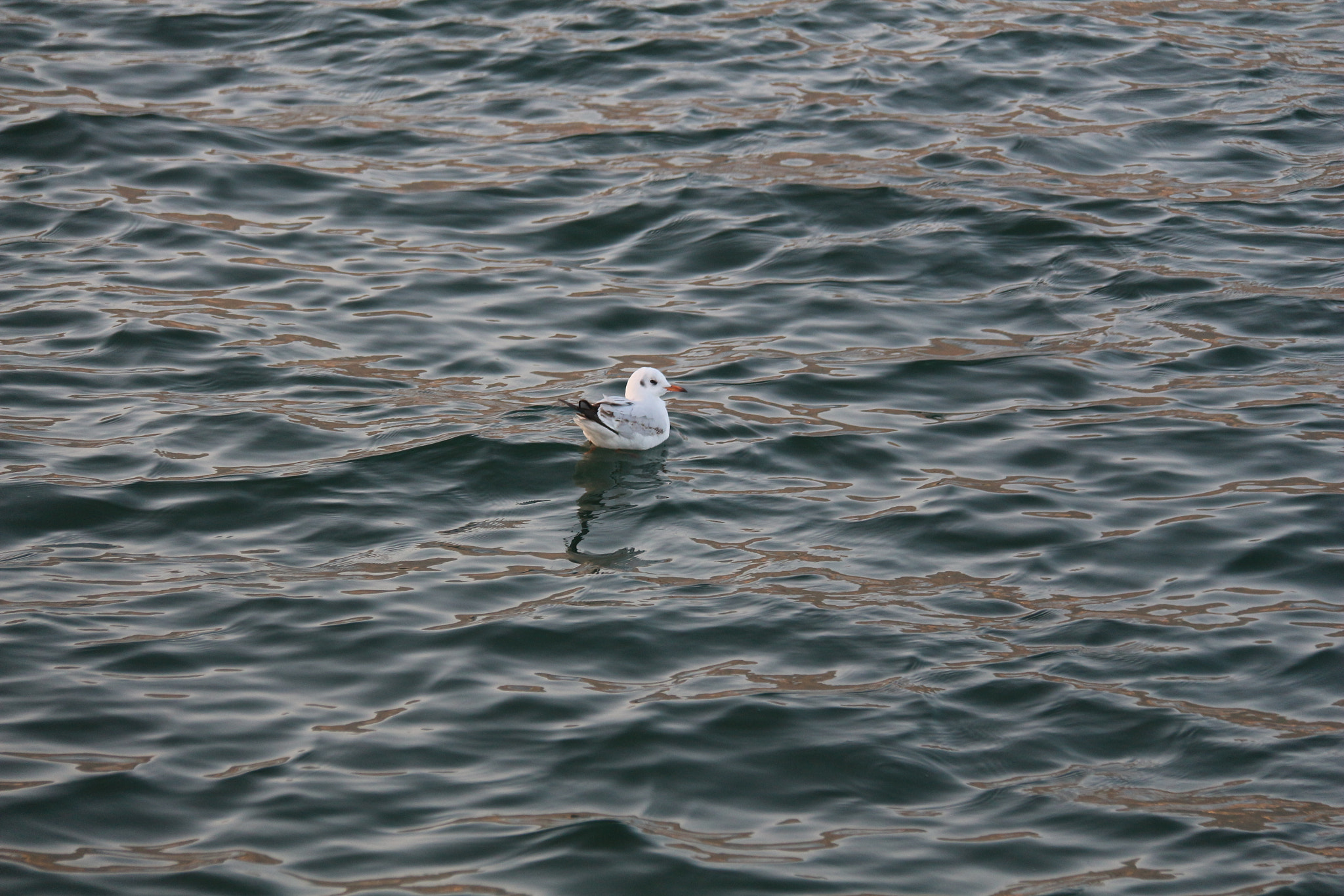 Canon EOS 650D (EOS Rebel T4i / EOS Kiss X6i) sample photo. The bird photography