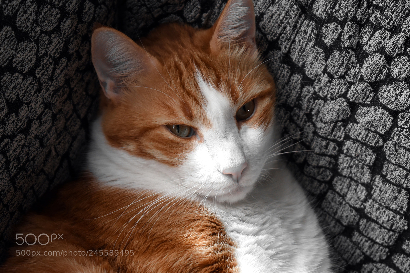 Nikon D3400 sample photo. Raf photography