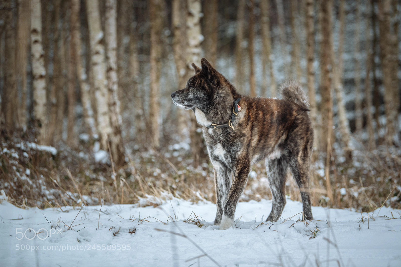 Nikon D850 sample photo. Camouflage photography