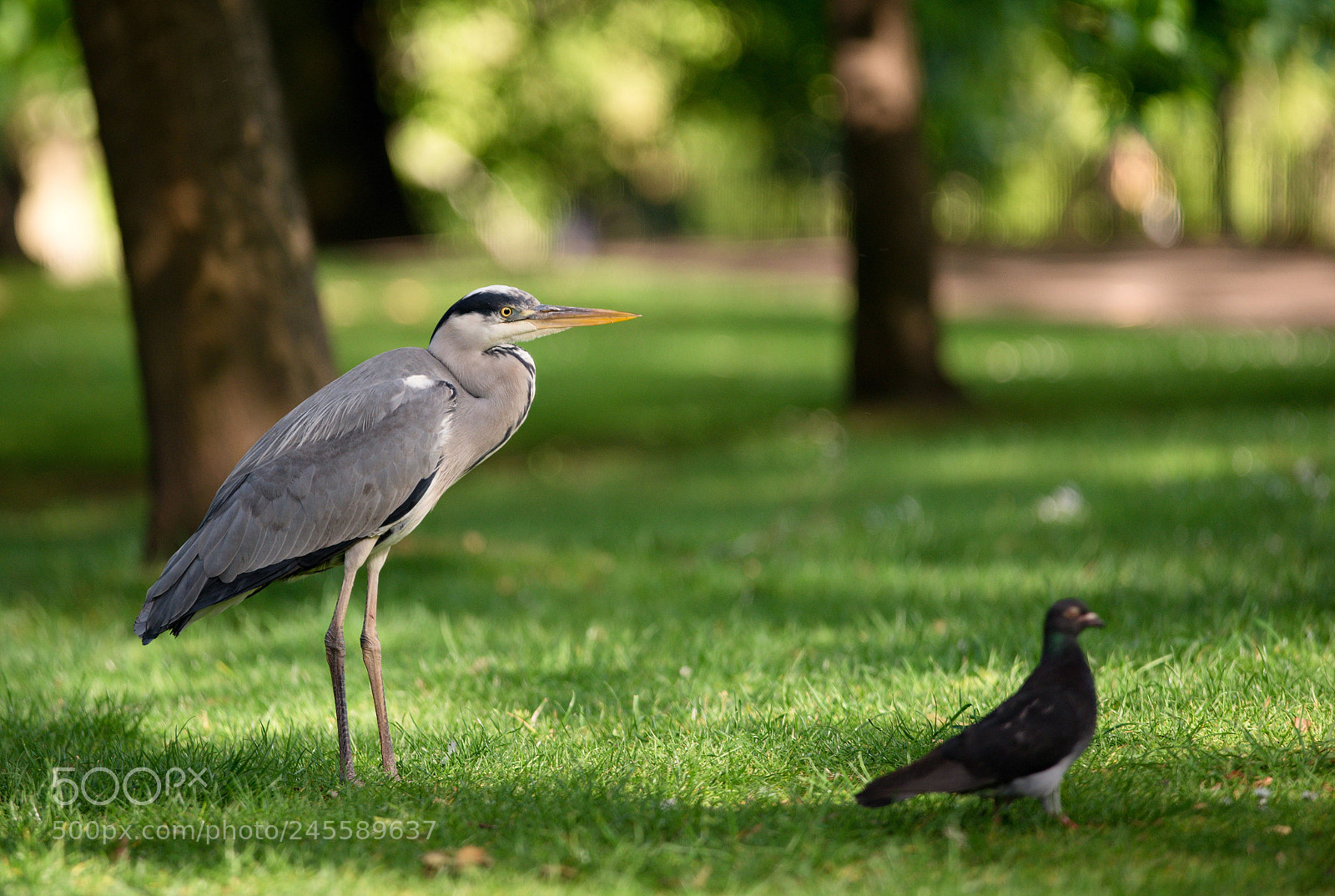 Nikon D610 sample photo. Grey heron photography