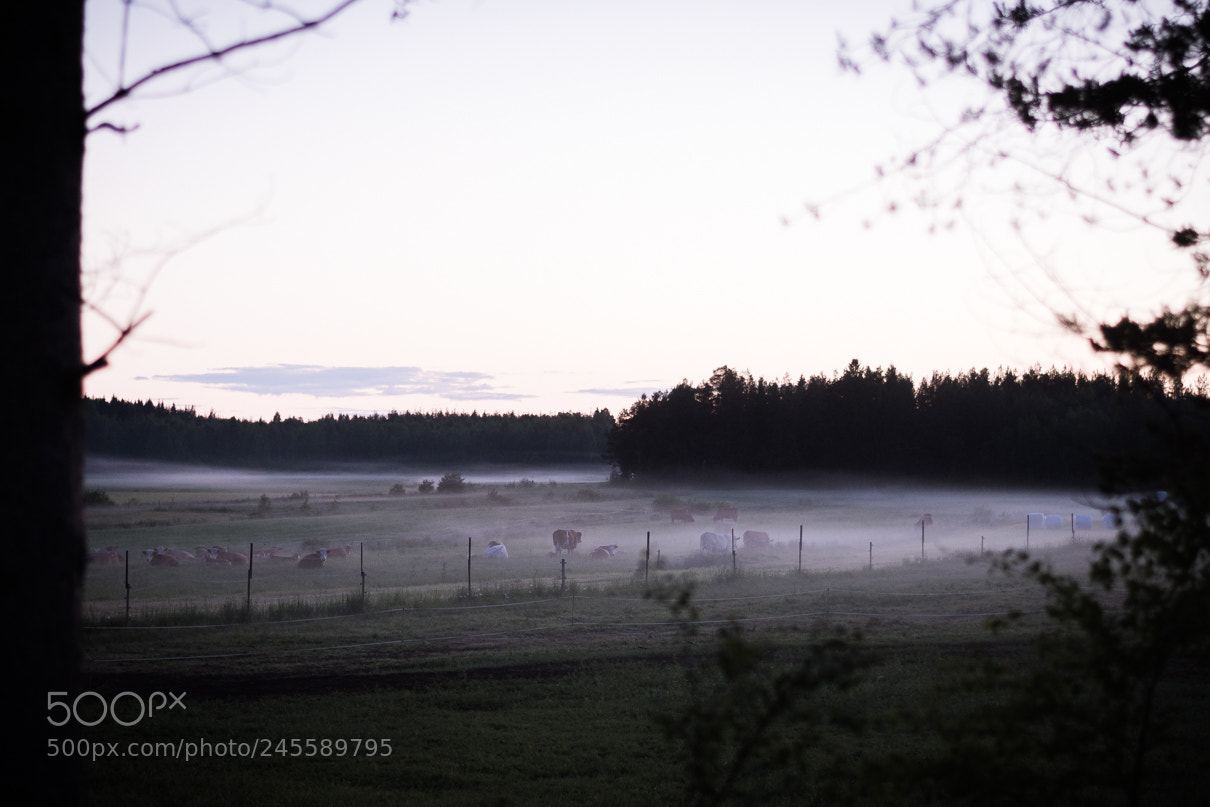 Nikon D7200 sample photo. Karja photography