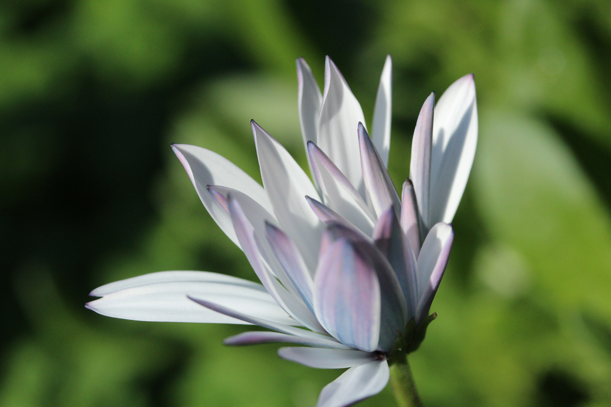 Canon EF-S 60mm F2.8 Macro USM sample photo. Img photography
