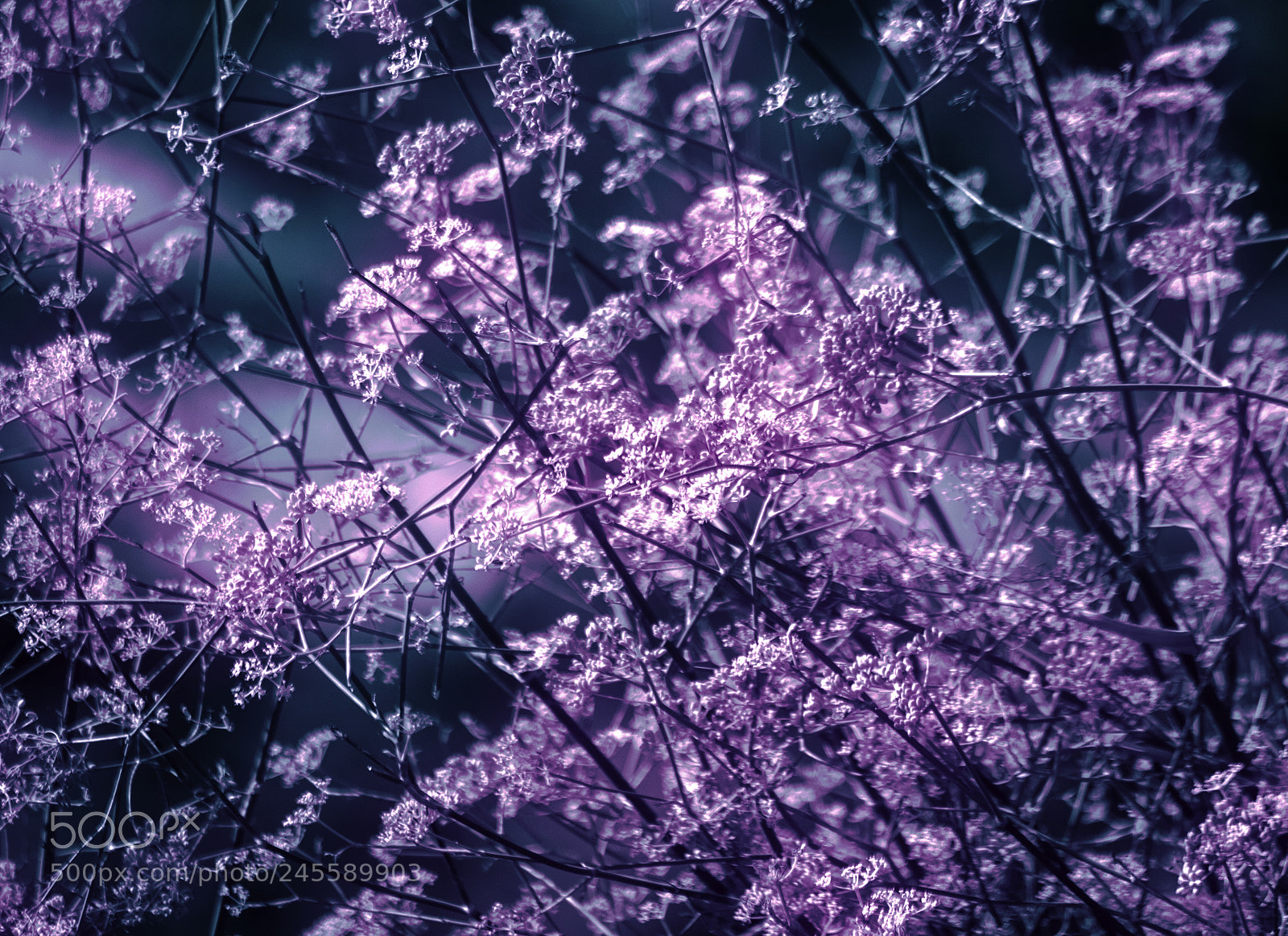 Canon EOS 50D sample photo. Abstract branches photography