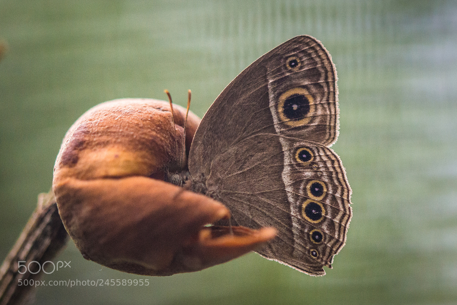 Nikon D610 sample photo. Butterfly photography