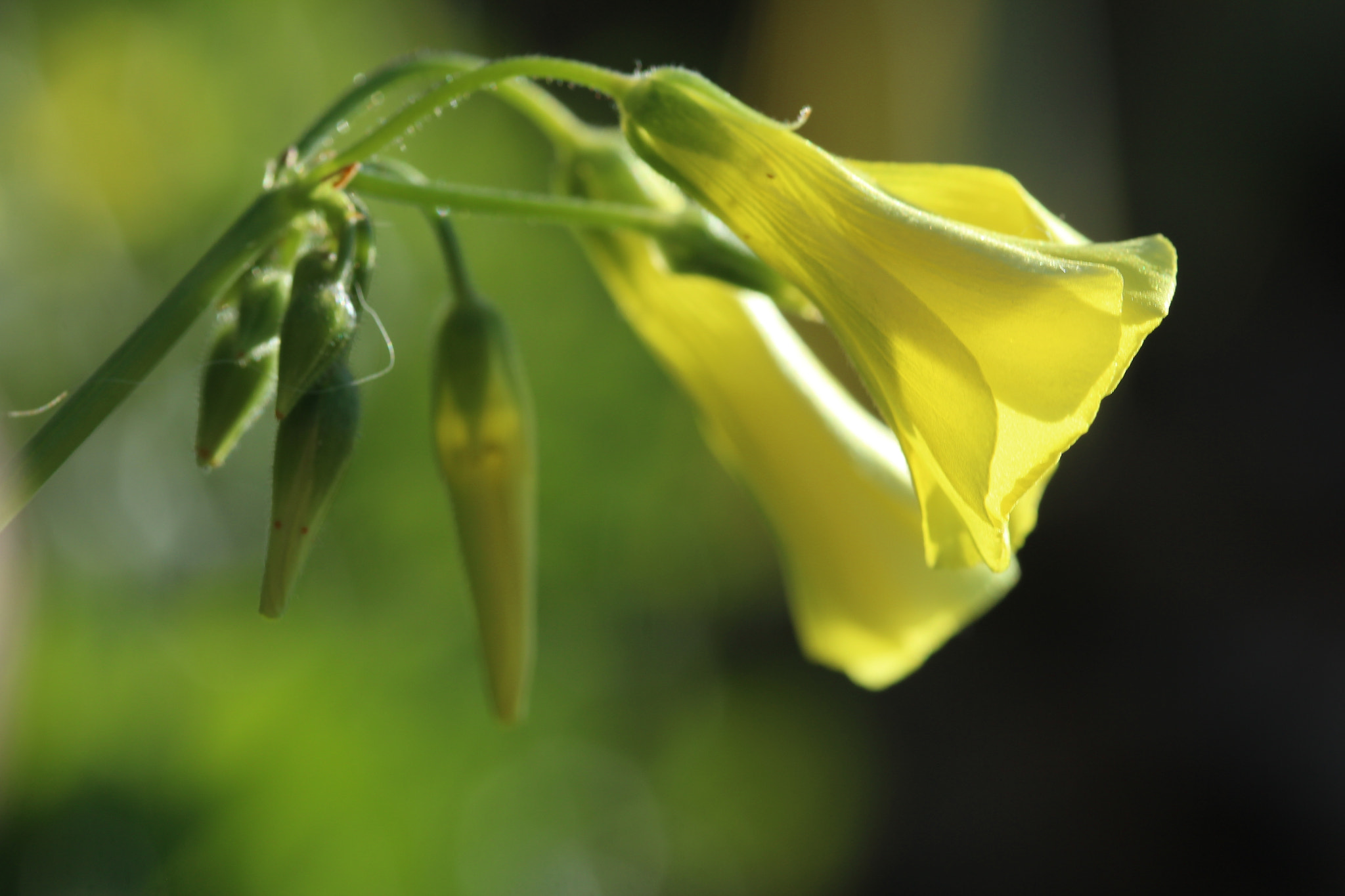 Canon EF-S 60mm F2.8 Macro USM sample photo. Img photography