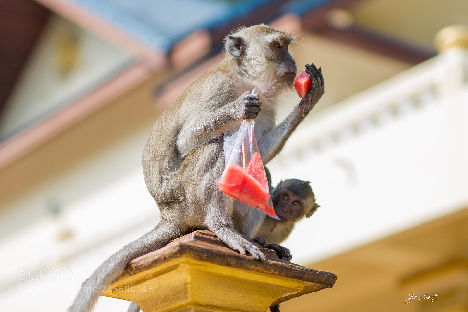 Nikon D610 sample photo. Monkey photography