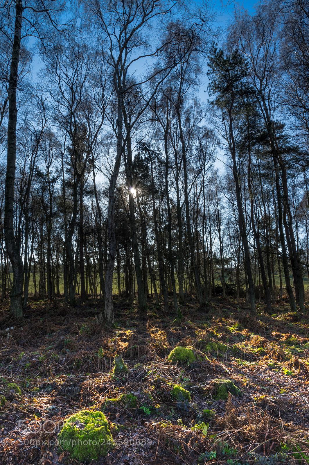 Pentax K-3 II sample photo. Dalgety bay wood photography