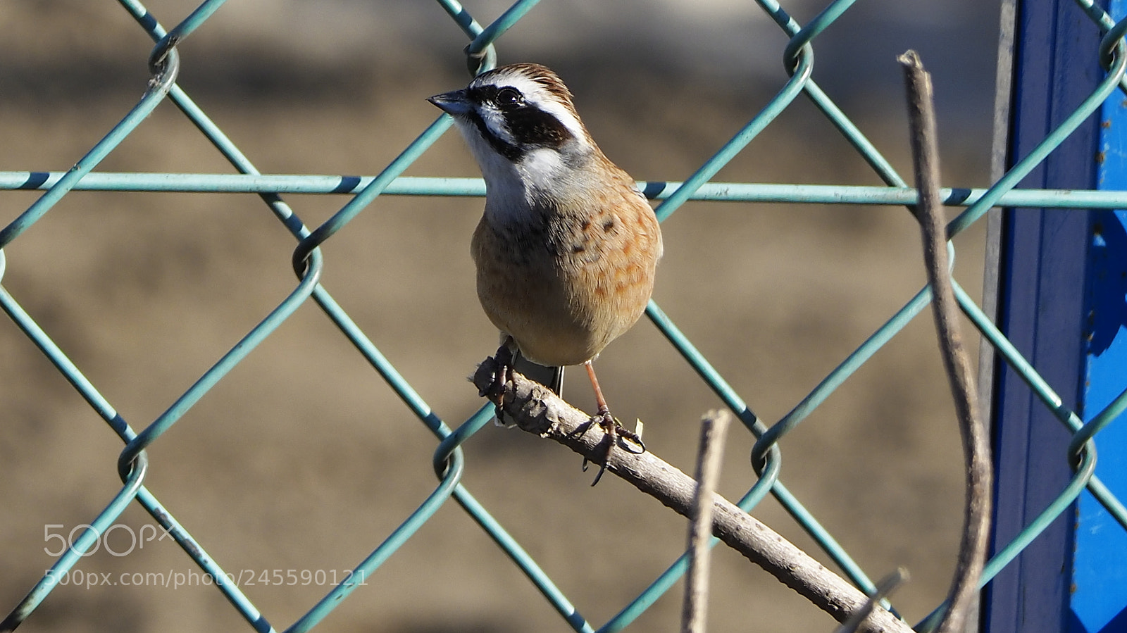 Olympus OM-D E-M1 Mark II sample photo. How about me? photography