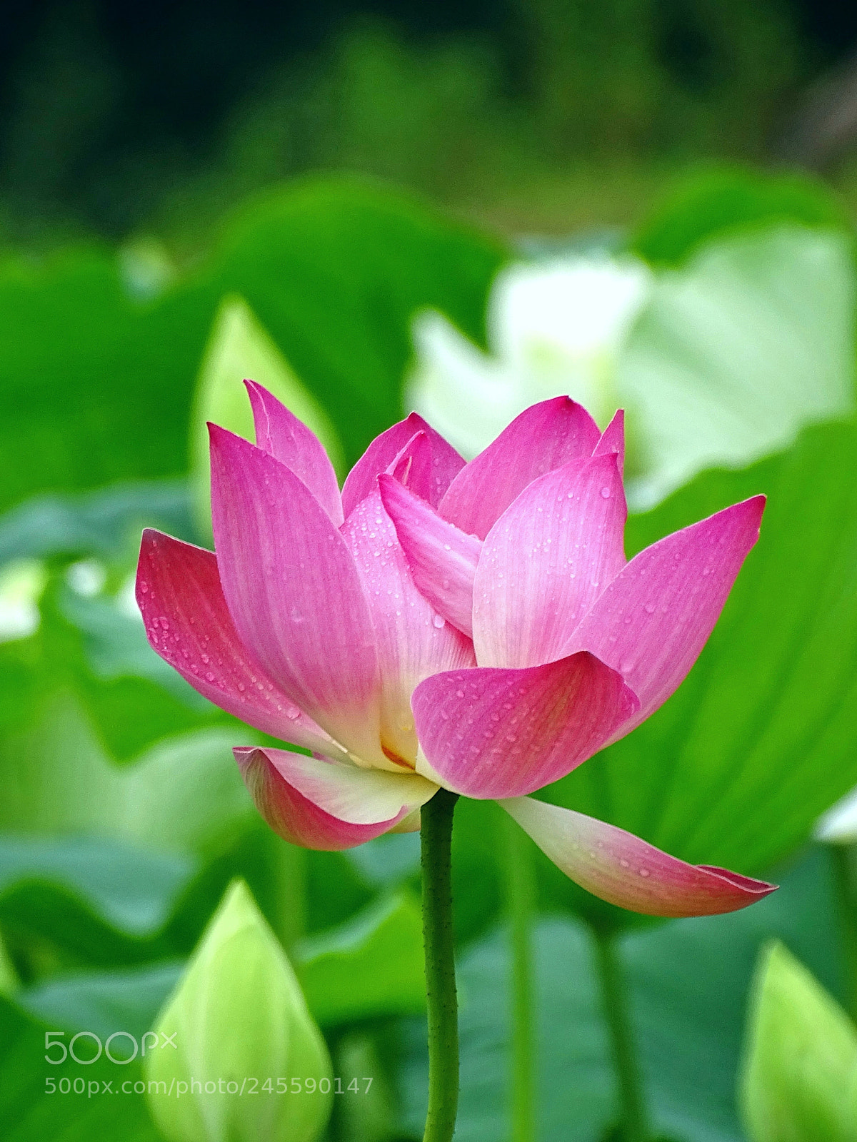 Sony Cyber-shot DSC-HX400V sample photo. Blossom of lotus flower photography
