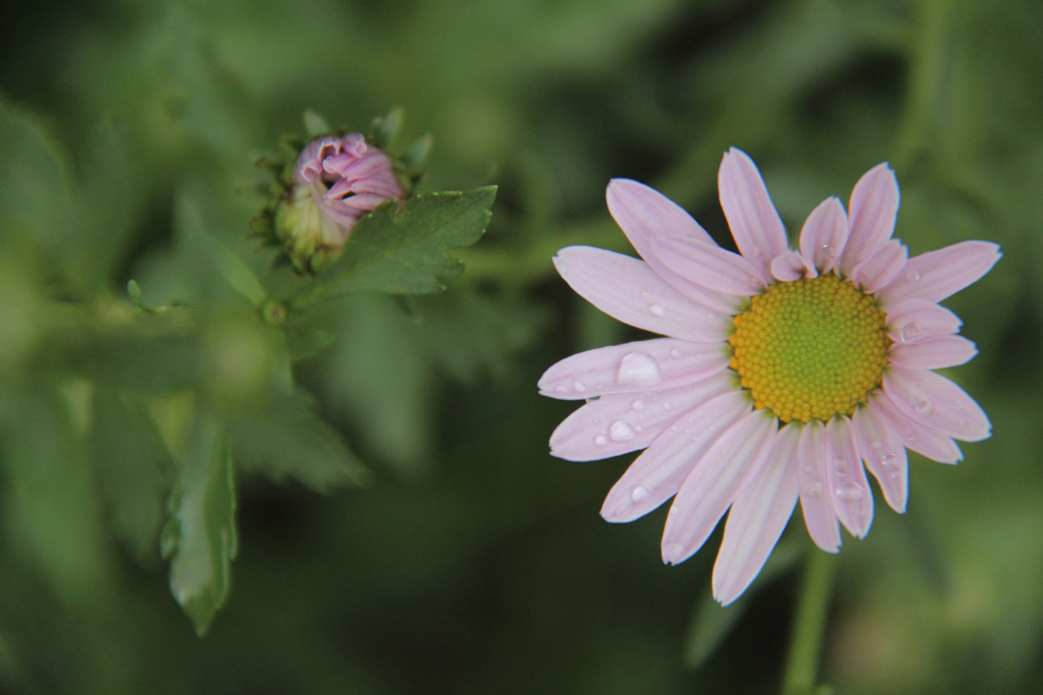 Canon EF-S 18-200mm F3.5-5.6 IS sample photo. Img photography