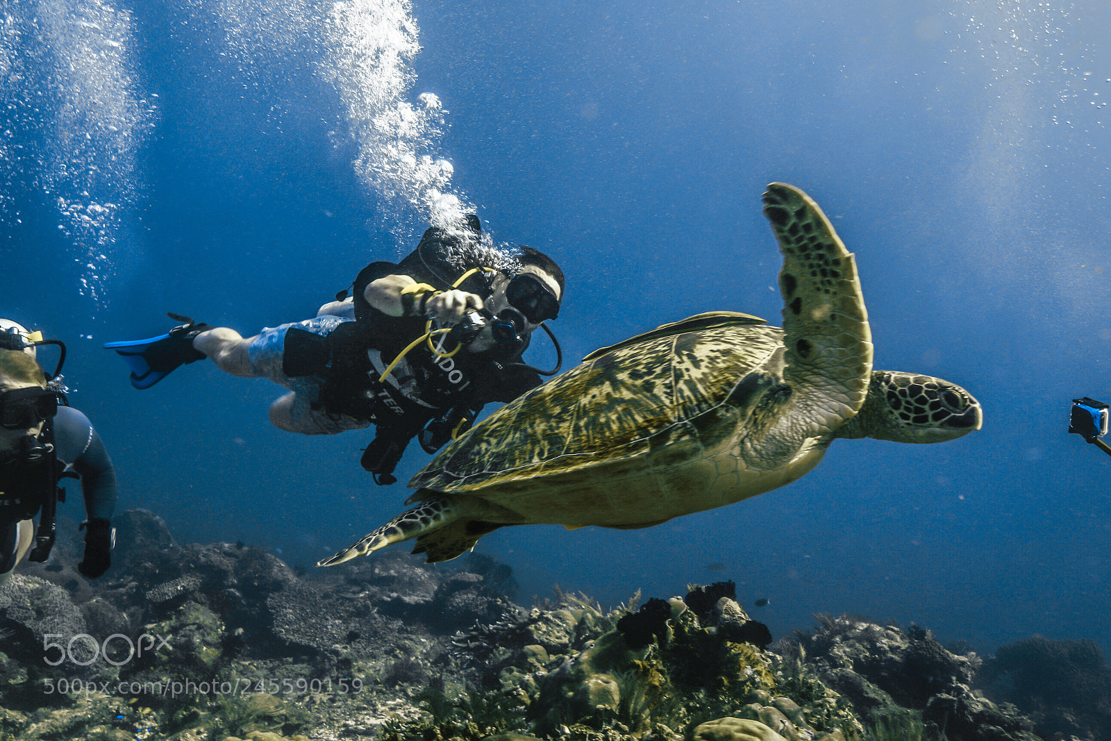 Sony a7R II sample photo. Diving with turtle ? photography