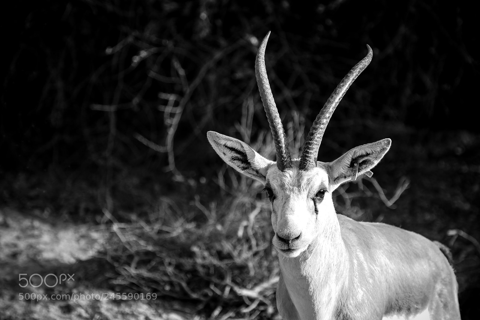 Canon EOS 7D Mark II sample photo. The poser photography