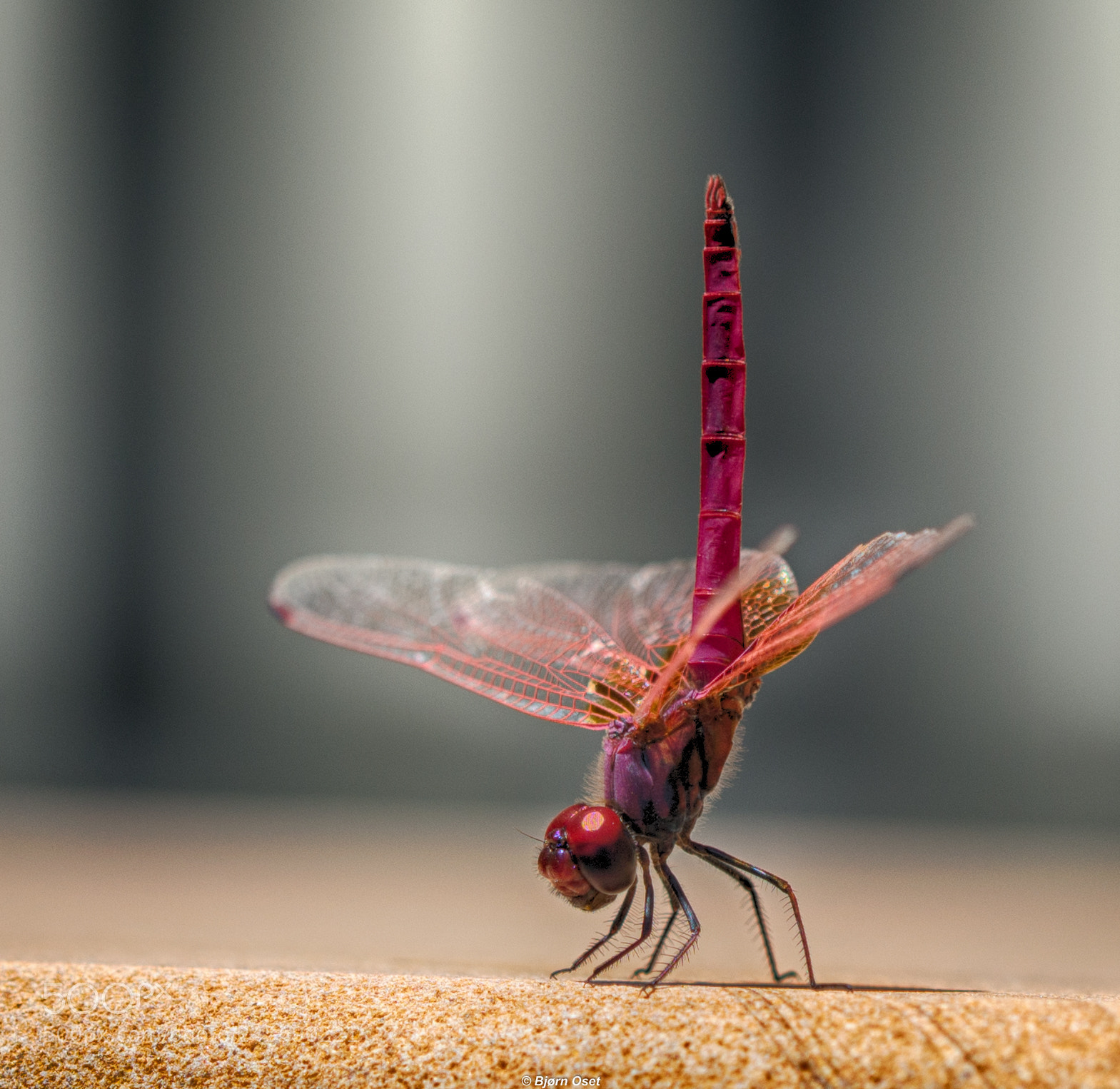 Nikon D610 sample photo. Dragonfly photography