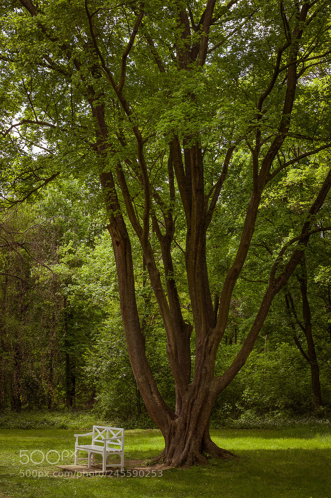Nikon D3200 sample photo. Relax at shadow photography