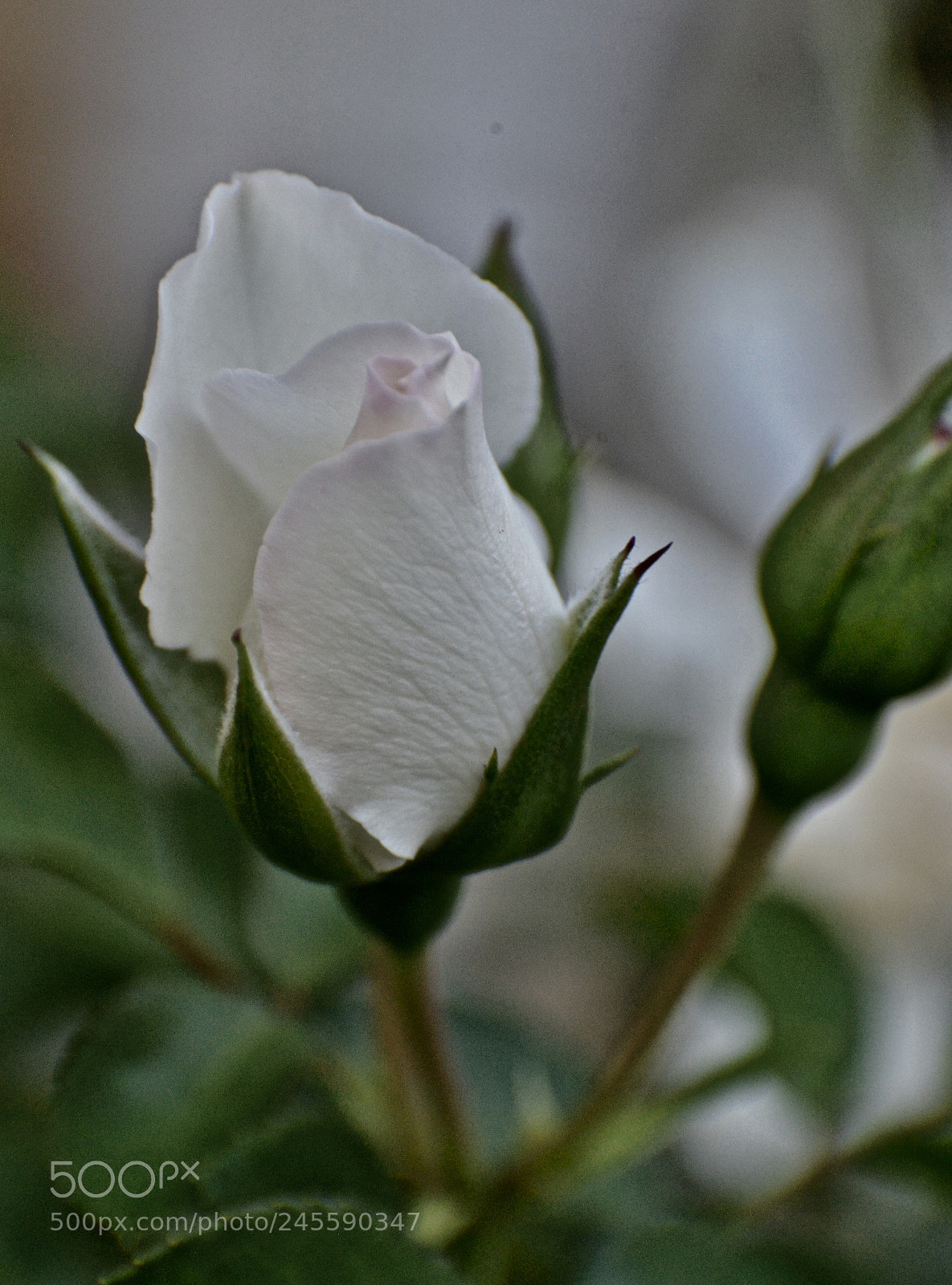 Nikon D610 sample photo. Untitled photography