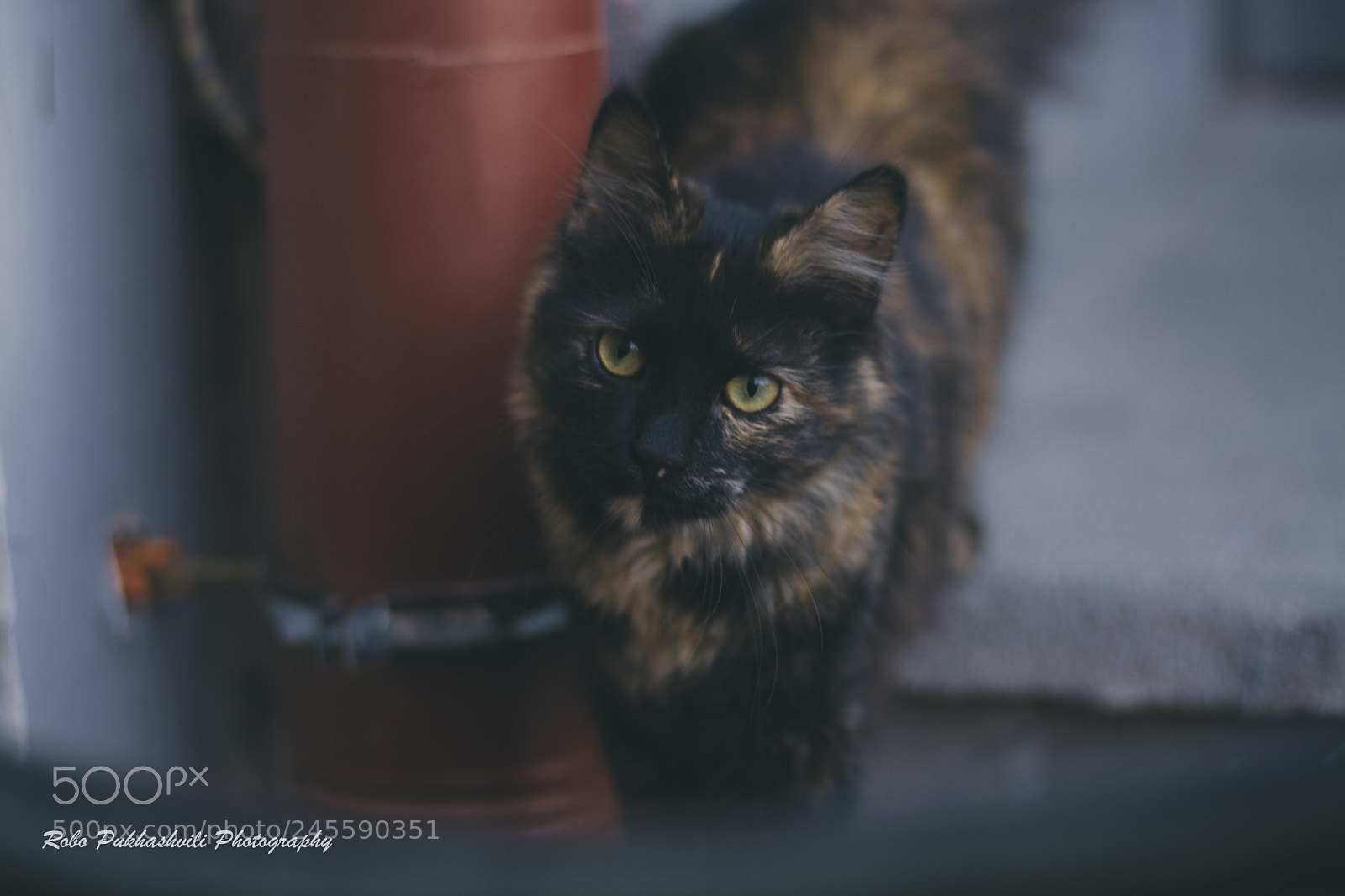 Nikon D7100 sample photo. Catt photography