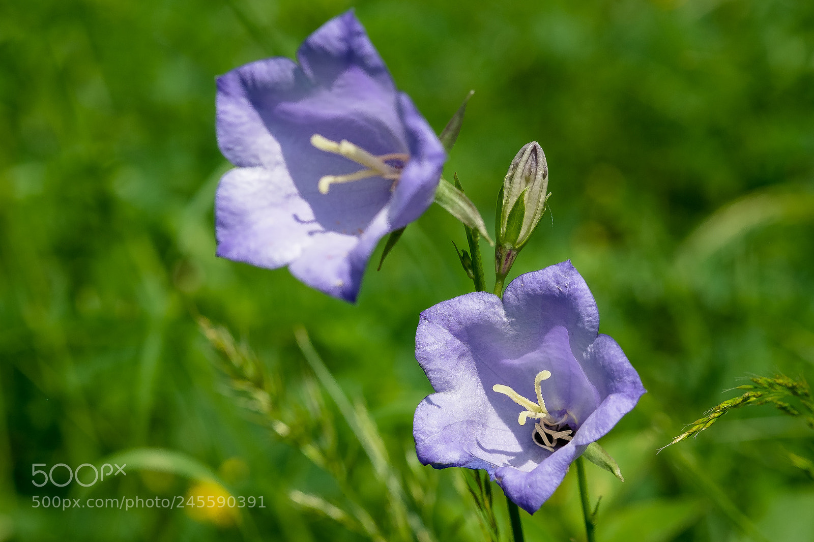 Fujifilm X-M1 sample photo. Campanule photography