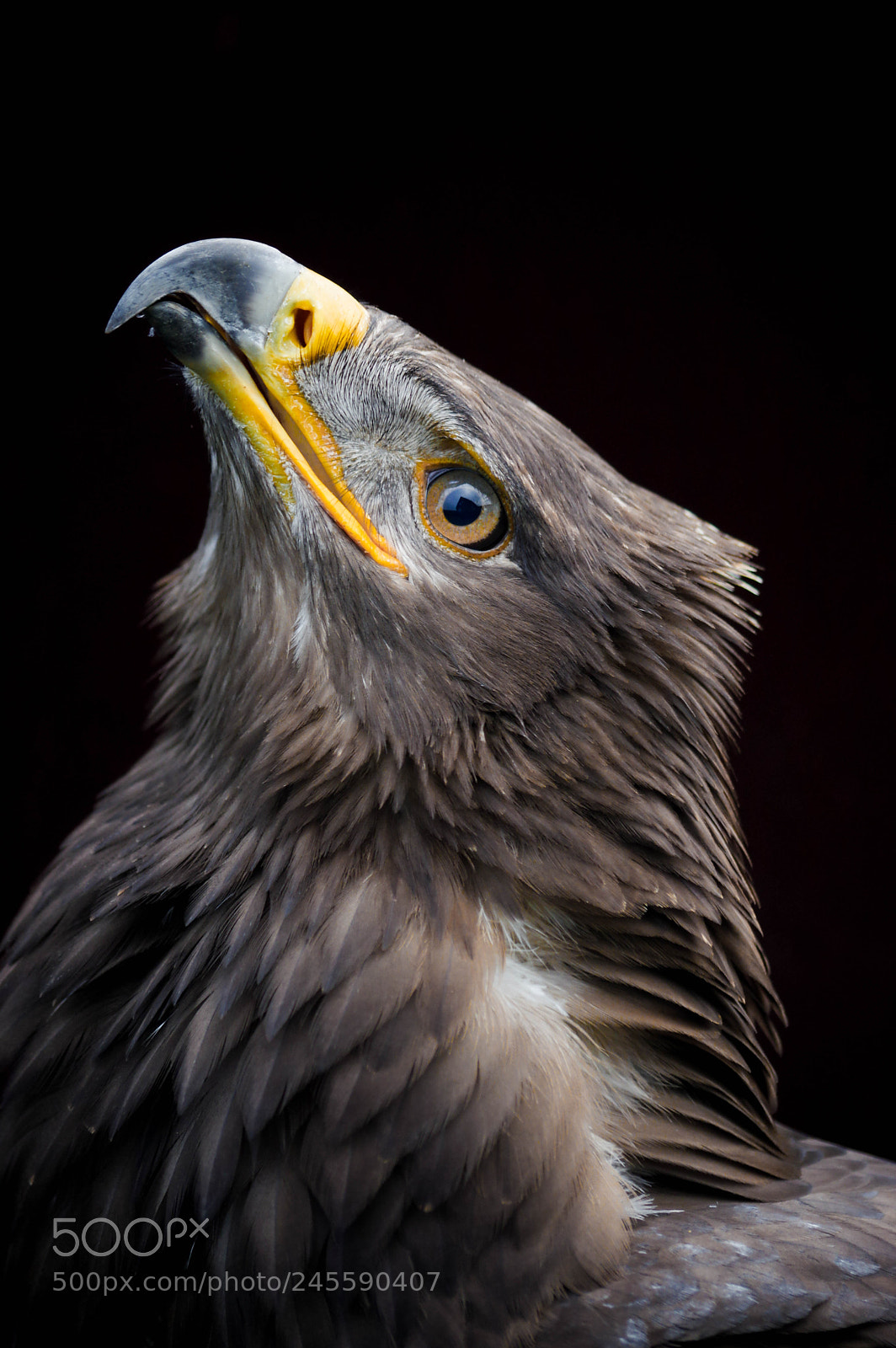 Pentax K-3 sample photo. Eagle photography