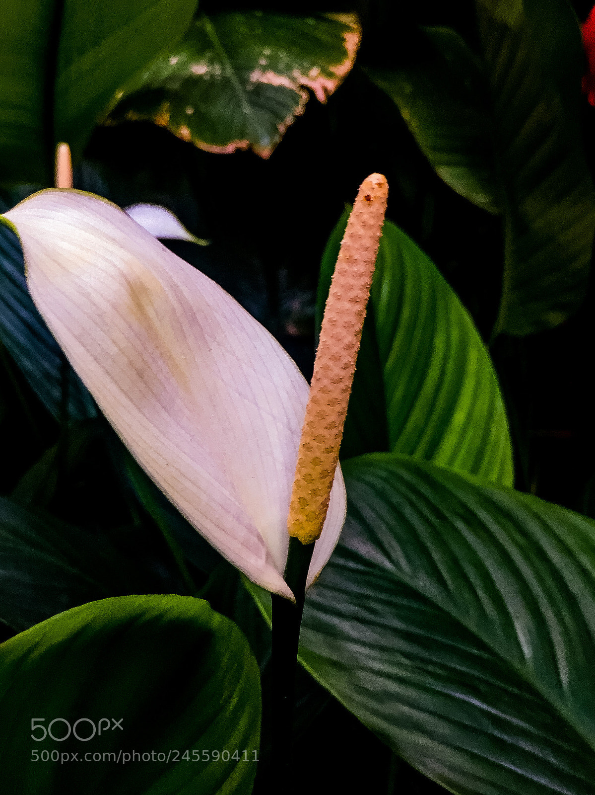 Apple iPhone 6 Plus sample photo. Flower photography
