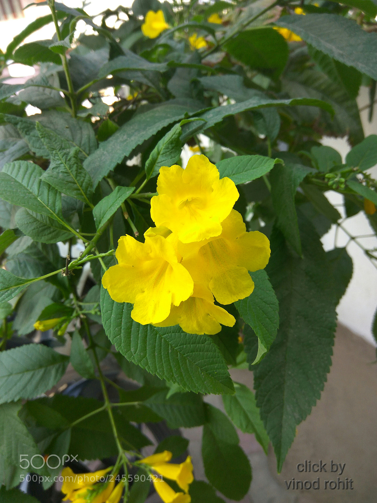 Xiaomi Redmi Note3 sample photo. Untitled photography