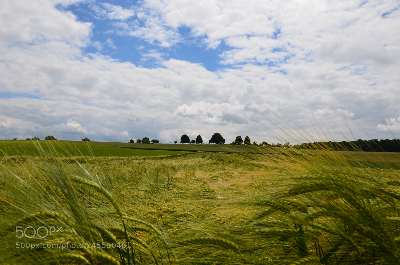 Nikon D5100 sample photo. Cultivated photography