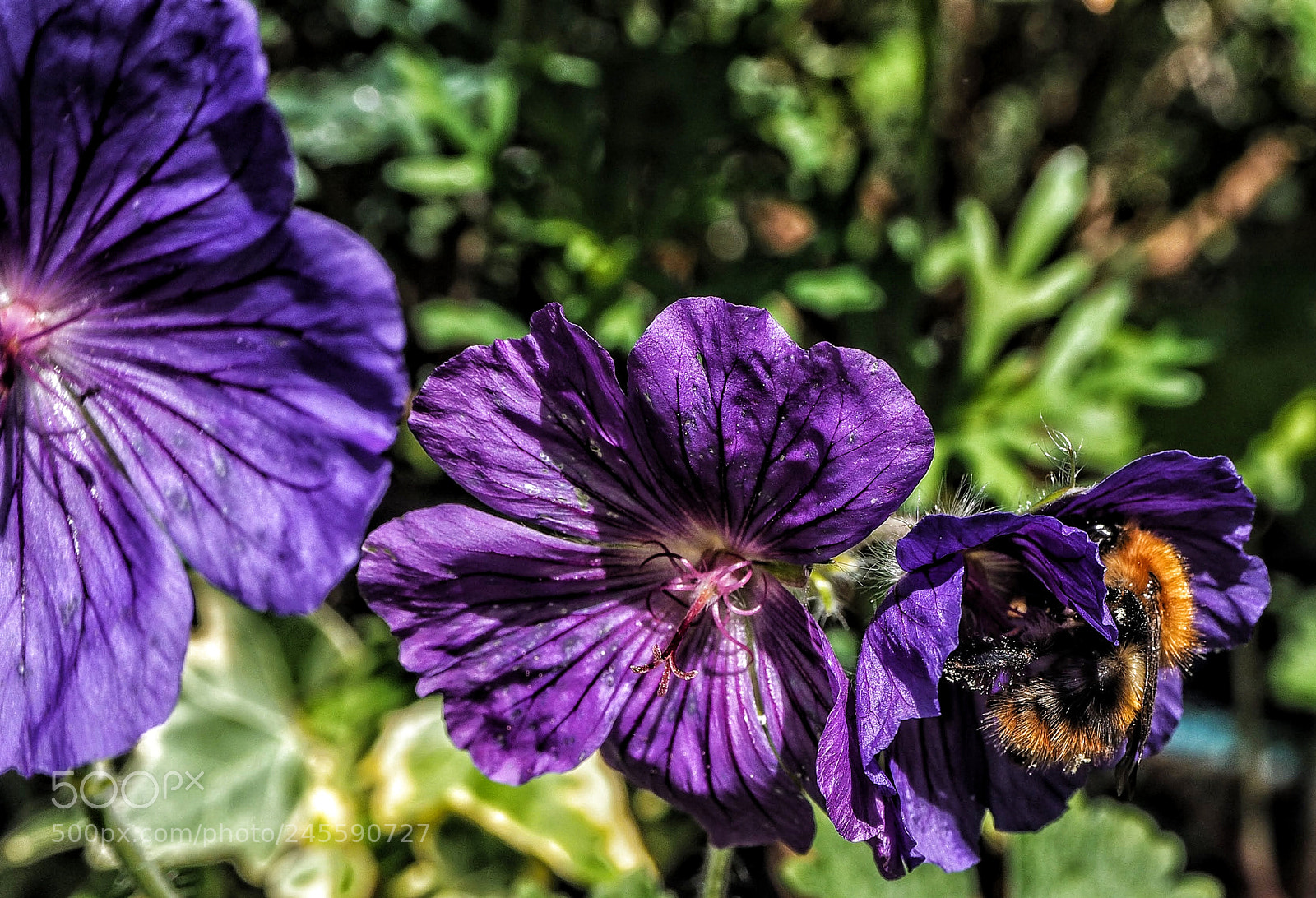 Olympus OM-D E-M10 II sample photo. Bumble photography