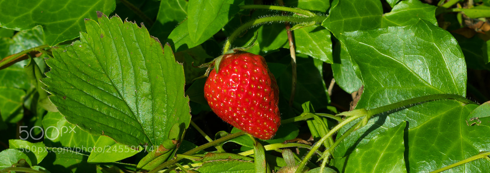 Pentax K-70 sample photo. Strawberry photography